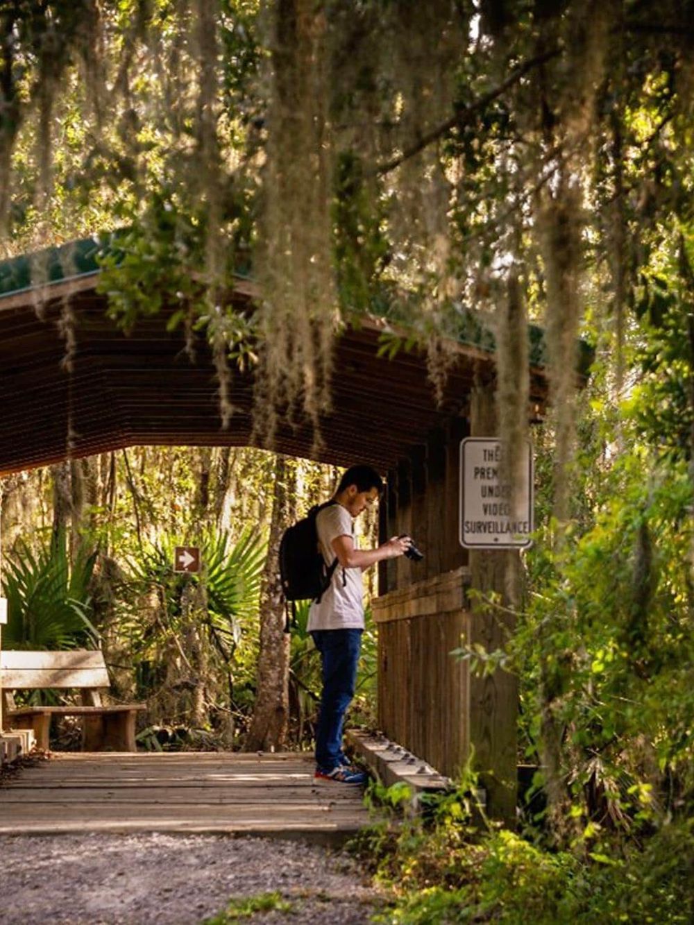 Secluded forest trail with young man using phone at wooden bridge, nature, adventure, exploration.