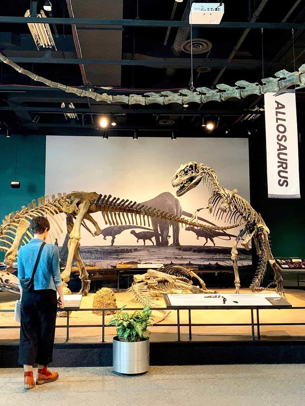 Fossil dinosaur skeleton exhibit at Quest For Directions museum, showcasing prehistoric bones and fossil displays.