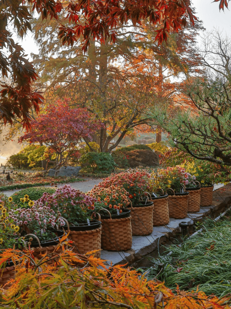 Colorful autumn garden with potted chrysanthemums and vibrant fall foliage.