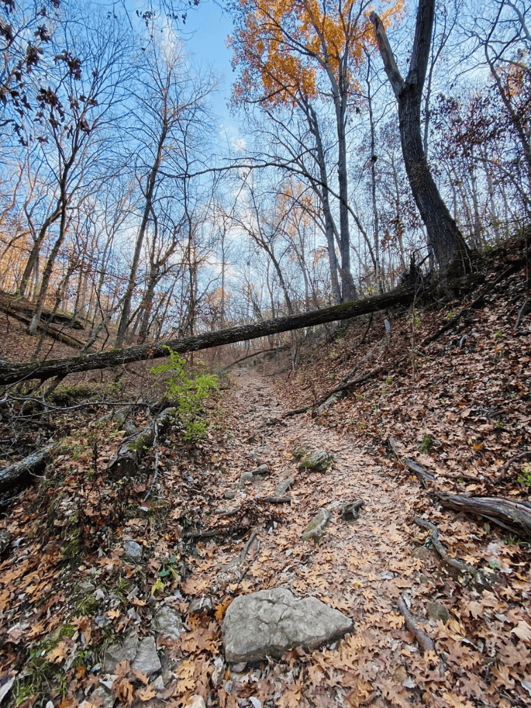 Fallen tree across forest trail in autumn, surrounded by tall deciduous trees.