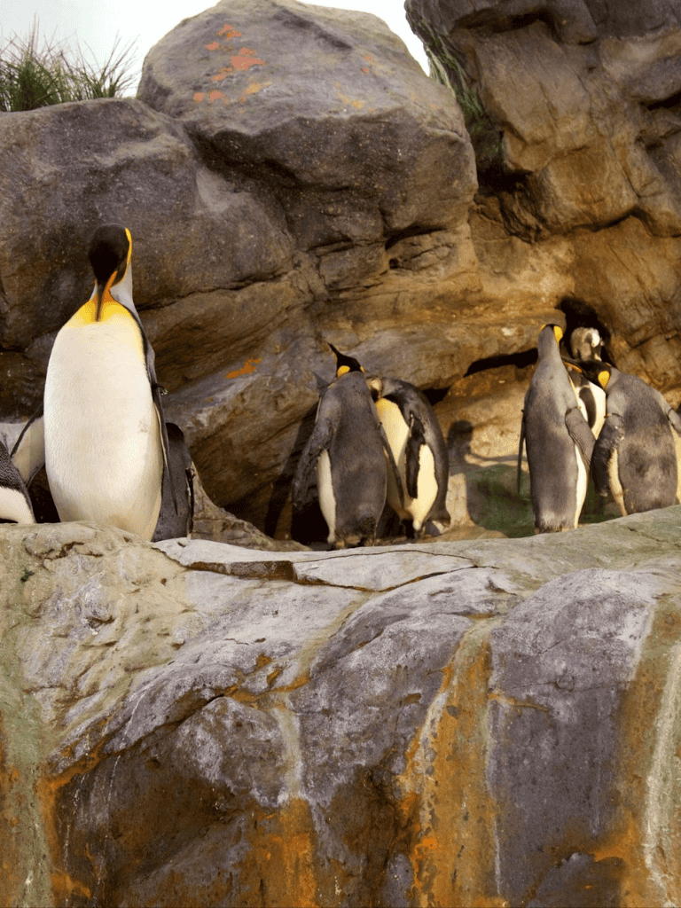 Adelie penguins gathered on rocky terrain at their natural habitat.
