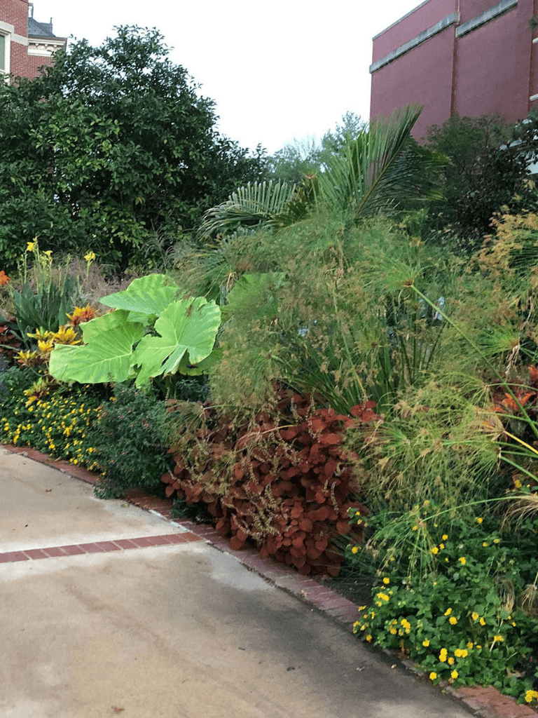 Lush garden with tropical plants and colorful flowers in an urban setting.