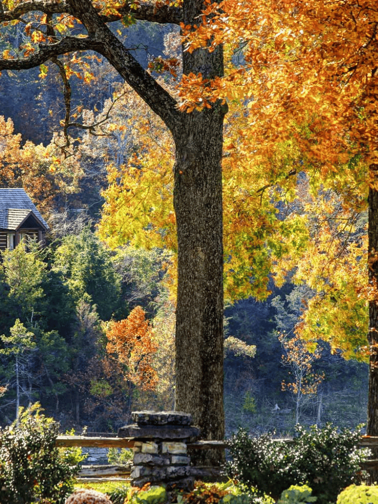 Vibrant autumn foliage with a large tree and scenic background at QuestForDirections.