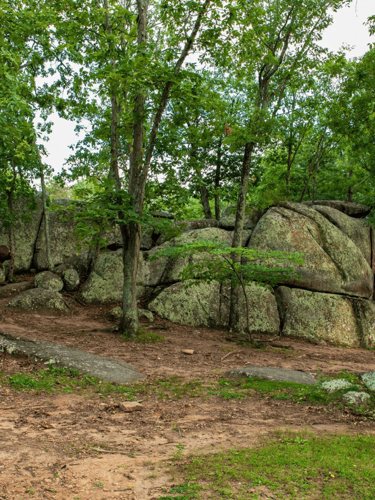 Lush green trees and large moss-covered rocks in a forest setting.