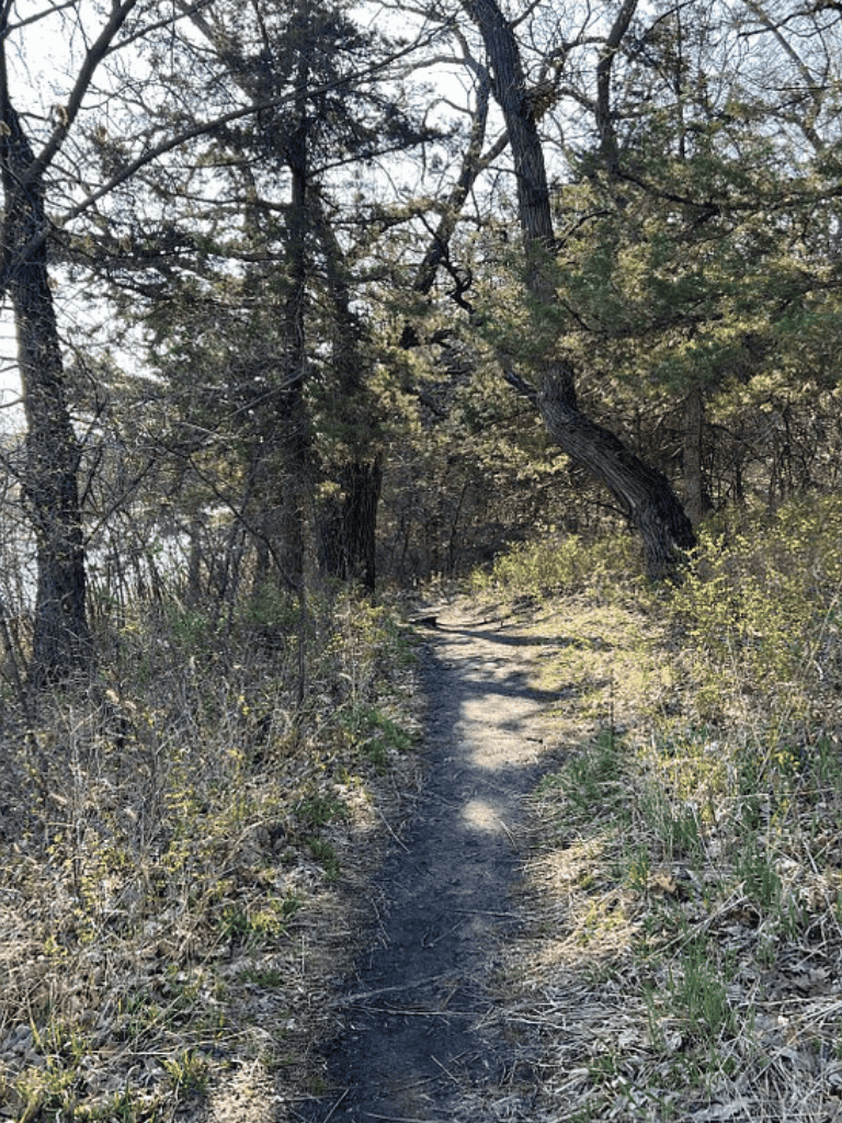 Wilderness trail through wooded area with tall trees and dirt path for hiking or exploration.