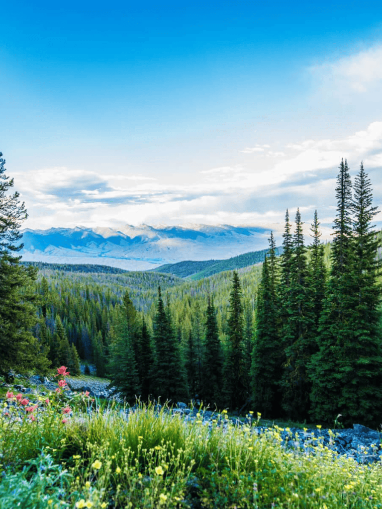 Vast mountain landscape with lush forests and vibrant wildflowers, perfect for outdoor adventure seekers.