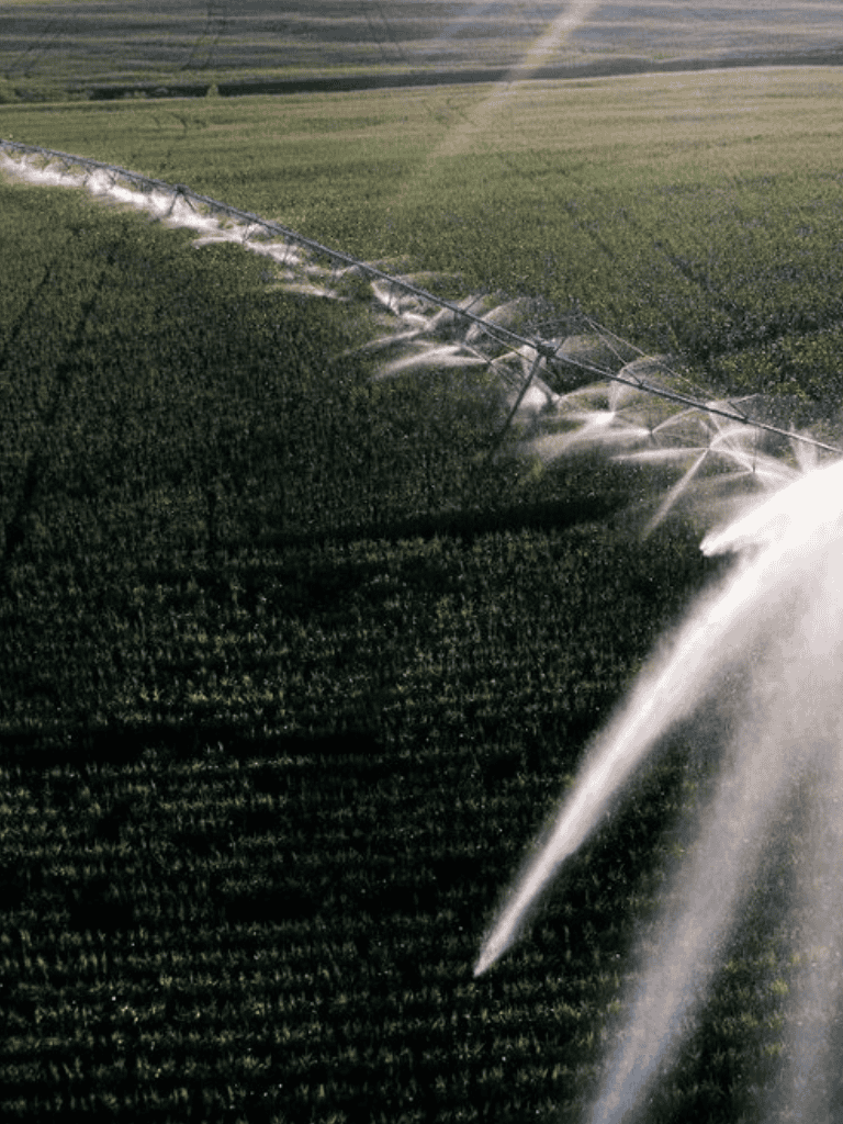 Sprinkler irrigation system watering lush green farmland for crop growth.