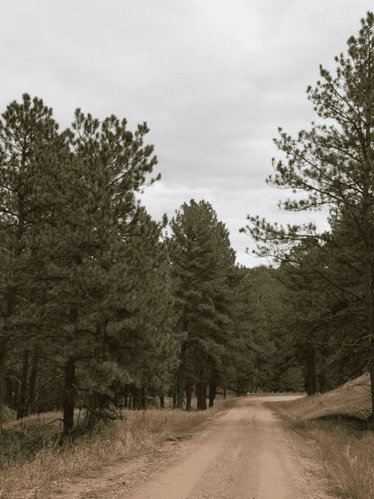 Serene forest dirt road surrounded by tall pine trees in overcast weather.