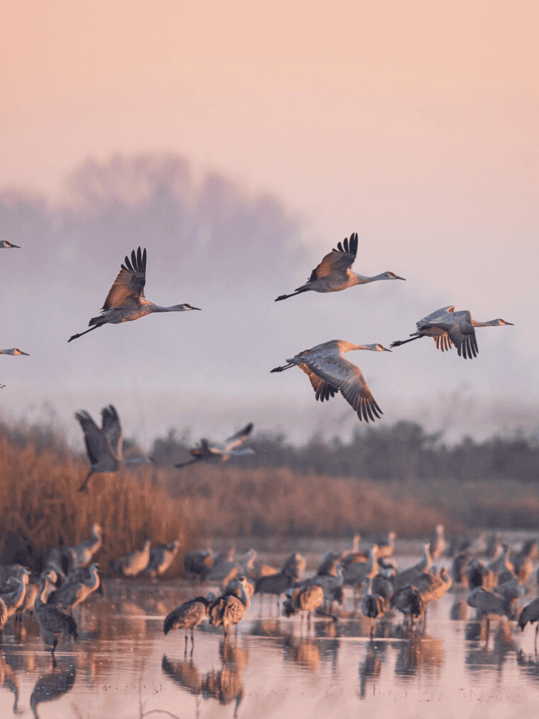 Migratory birds flying over wetland at sunrise, wildlife photography showcasing nature and eco-tourism.