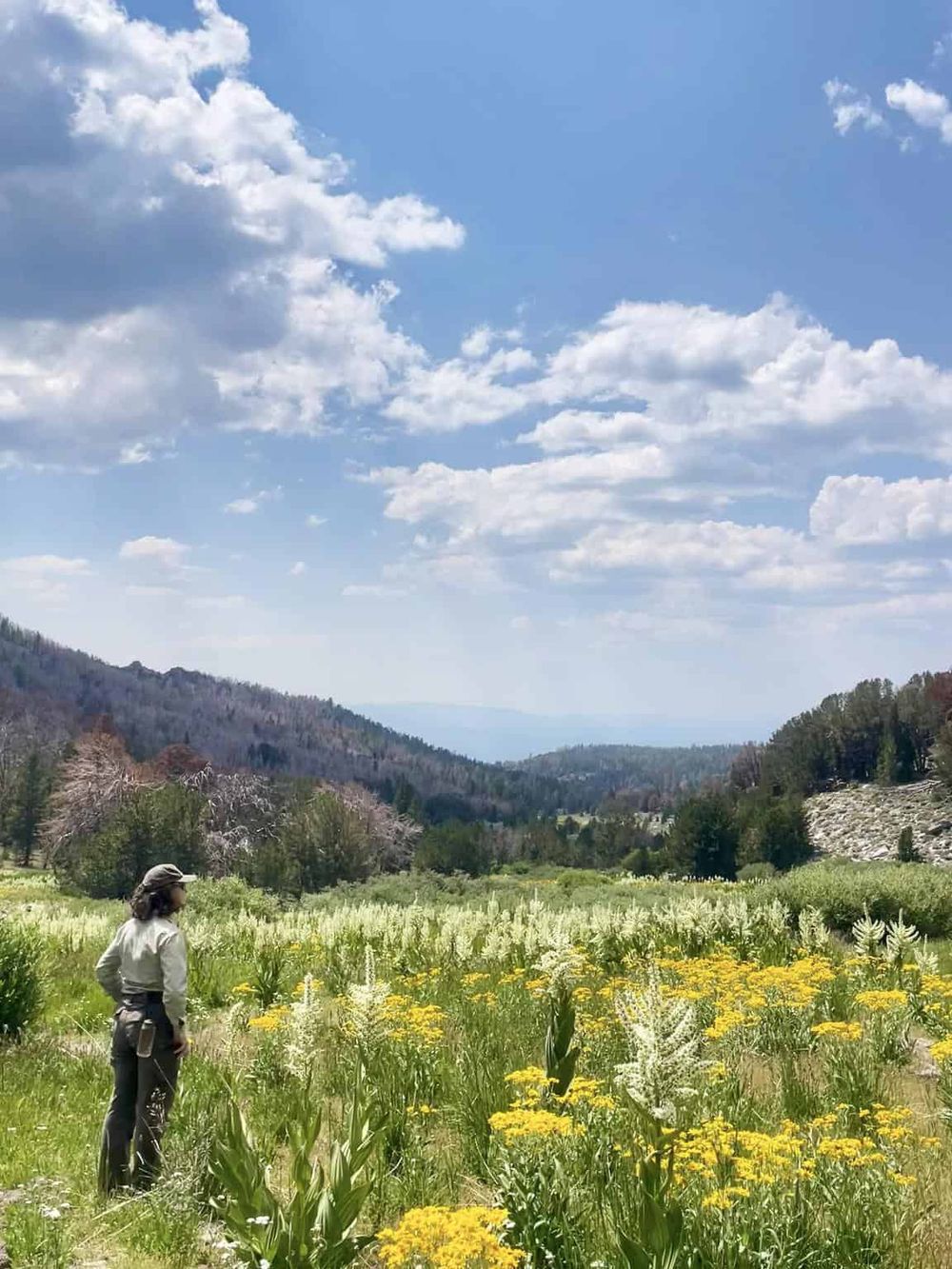 Vivid mountain landscape with lush wildflowers and a hiker enjoying nature's beauty.
