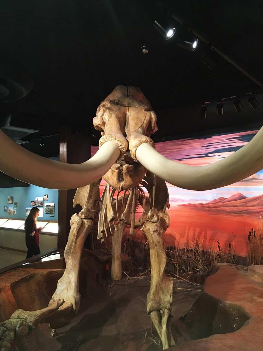 Dinosaur mammoth skeleton display at natural history museum, exploring prehistoric extinct animals.