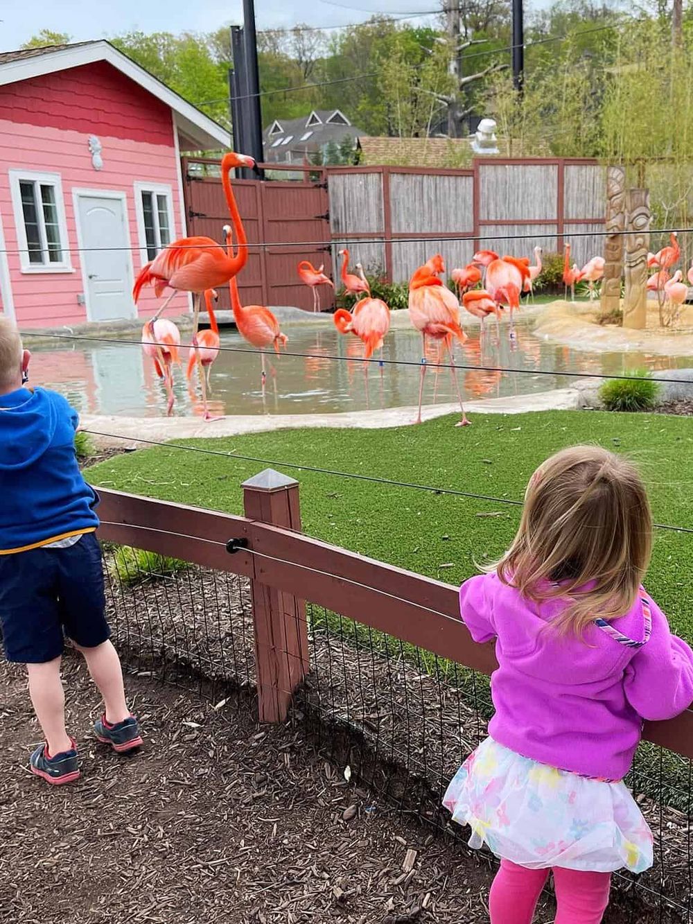Colorful flamingos at a zoo or wildlife park with children observing.