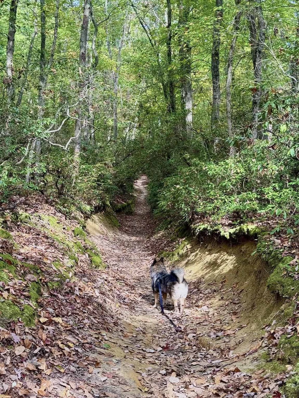 Wilderness trail with lush green trees, hiking path, dog adventure, nature exploration, outdoor journey, QuestForDirections.