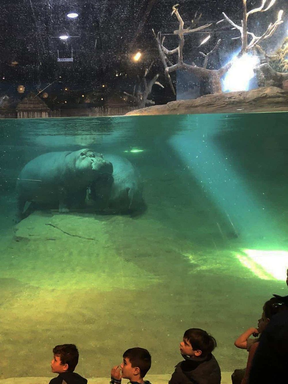 A majestic hippopotamus underwater at QuestForDirections zoo exhibit.
