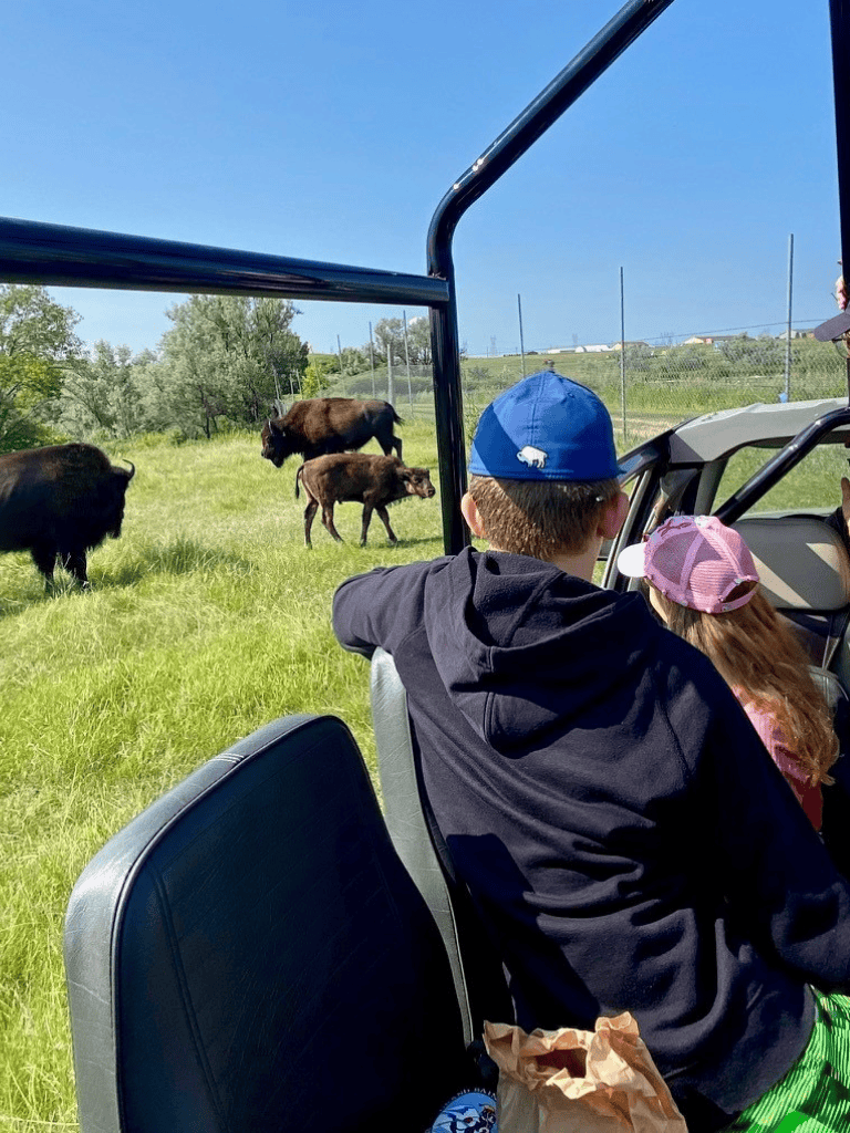 Bison observing visitors in a grassy field from an open-air vehicle environment.