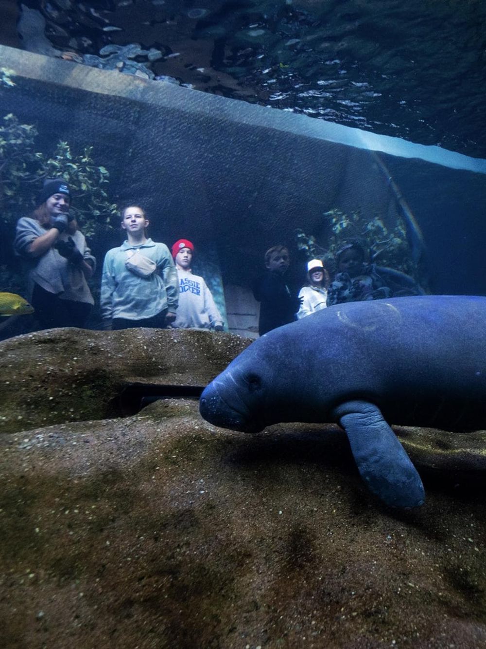 Underwater animal exhibit at Quest for Directions, featuring a close-up of a seal with children observing.