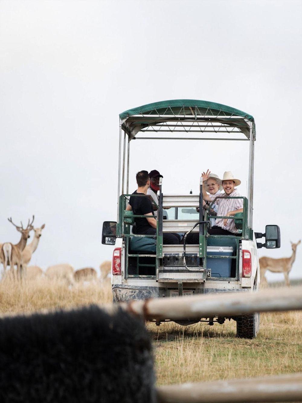 Open-air safari vehicle with visitors enjoying wildlife safari experience, surrounded by deer in natural habitat.