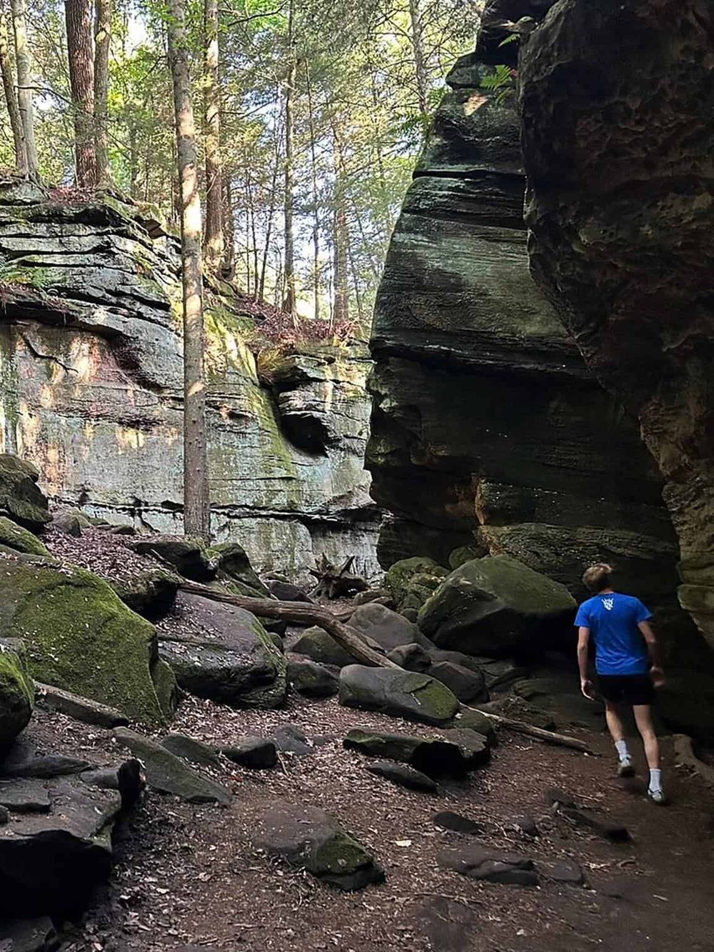 Vast canyon with large moss-covered rocks and towering trees in a lush forest.