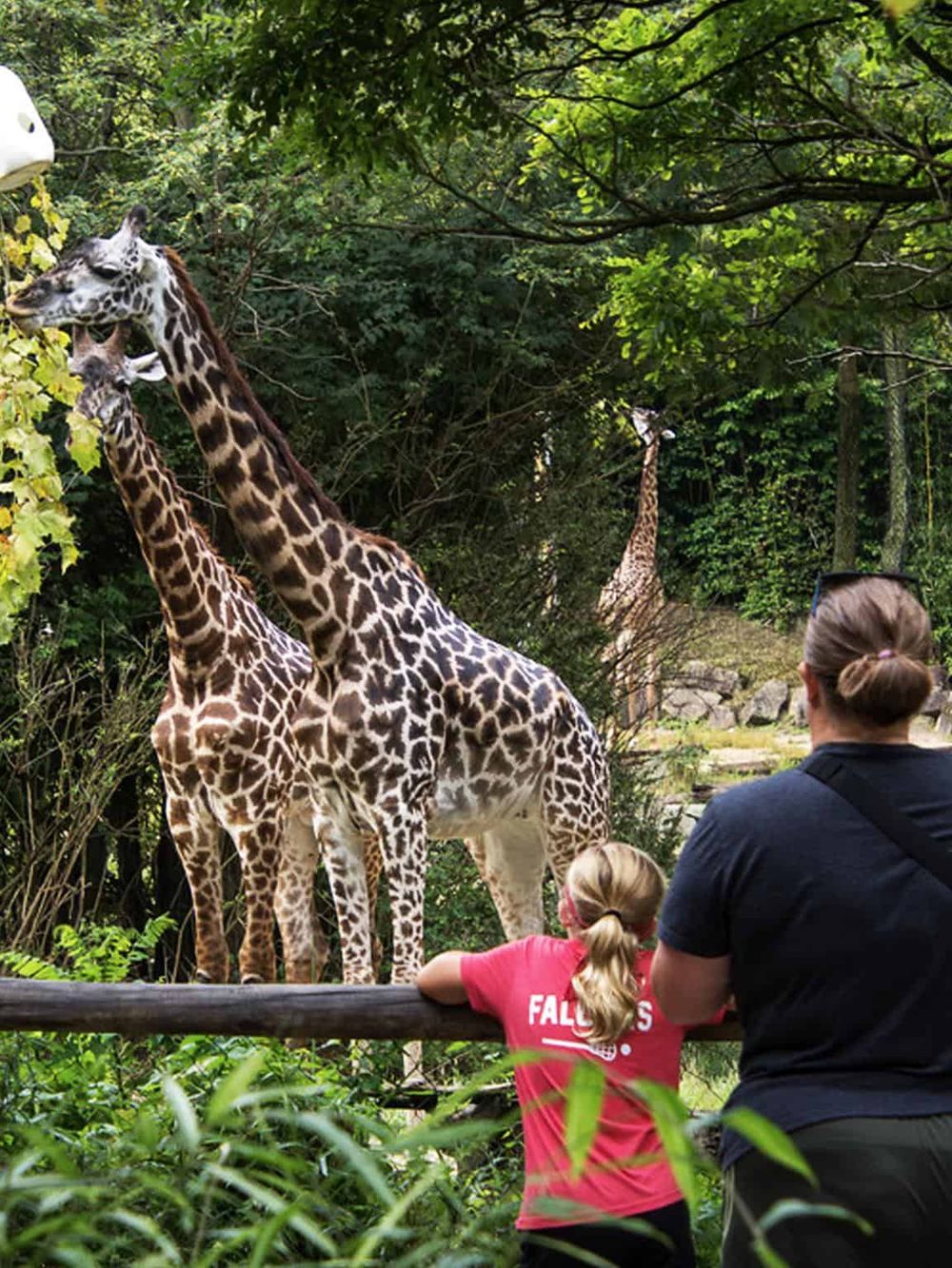 Giraffes at zoo exhibit with visitors observing in lush greenery background.