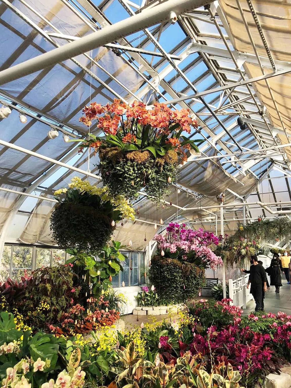 Colorful orchids inside greenhouse at Quest for Directions botanical garden.