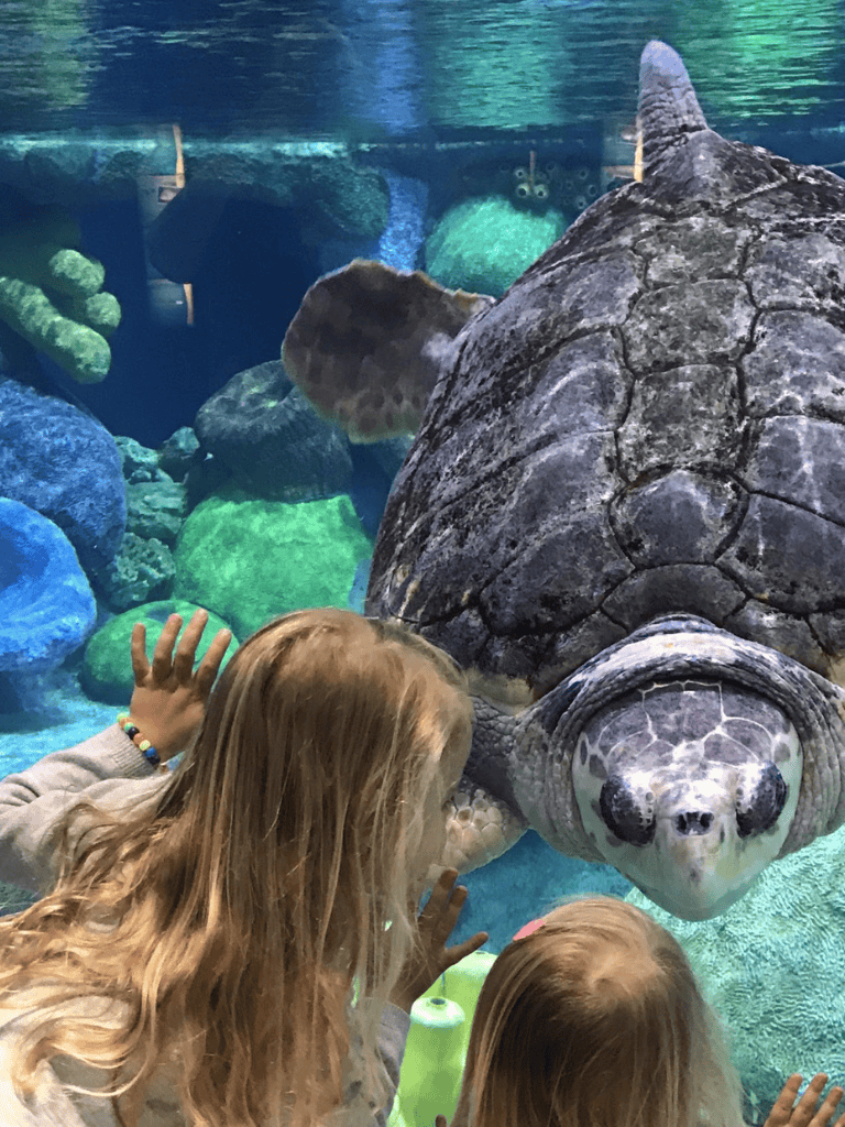 Turtle exhibit at QuestForDirections, featuring children observing a giant sea turtle underwater.