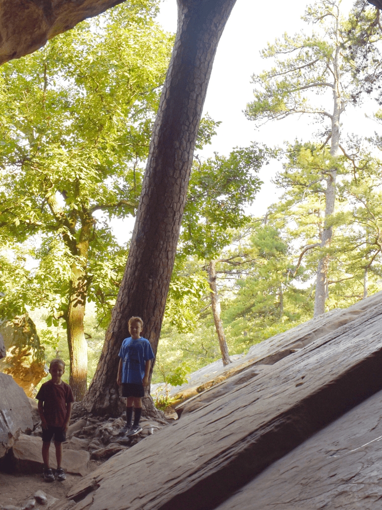 Kids exploring in a lush forest with tall trees and rocky terrain, ideal for outdoor adventure and nature exploration.