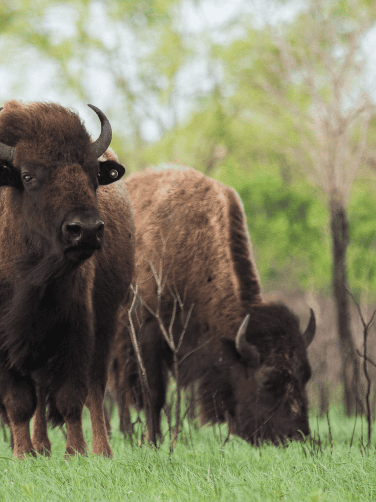 Majestic bison herd in lush green grassland, wildlife and nature photography.