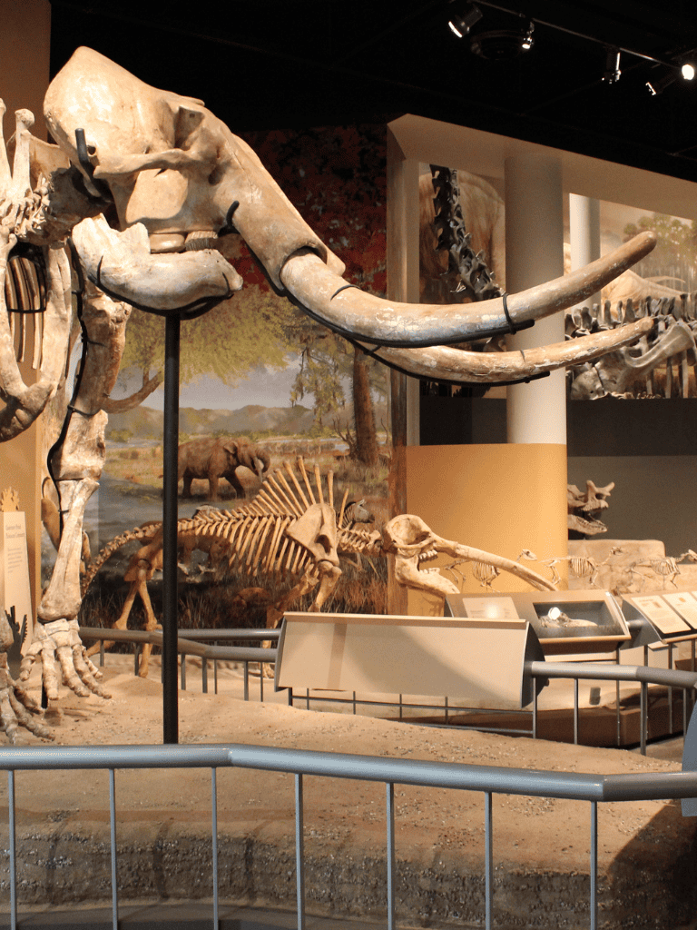 T rex skull exhibit at natural history museum with dinosaur skeletons and scenic backdrop.