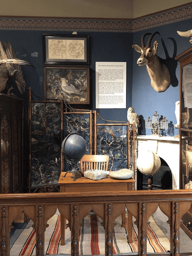 Antique museum exhibit featuring natural history artifacts and mounted animal displays.