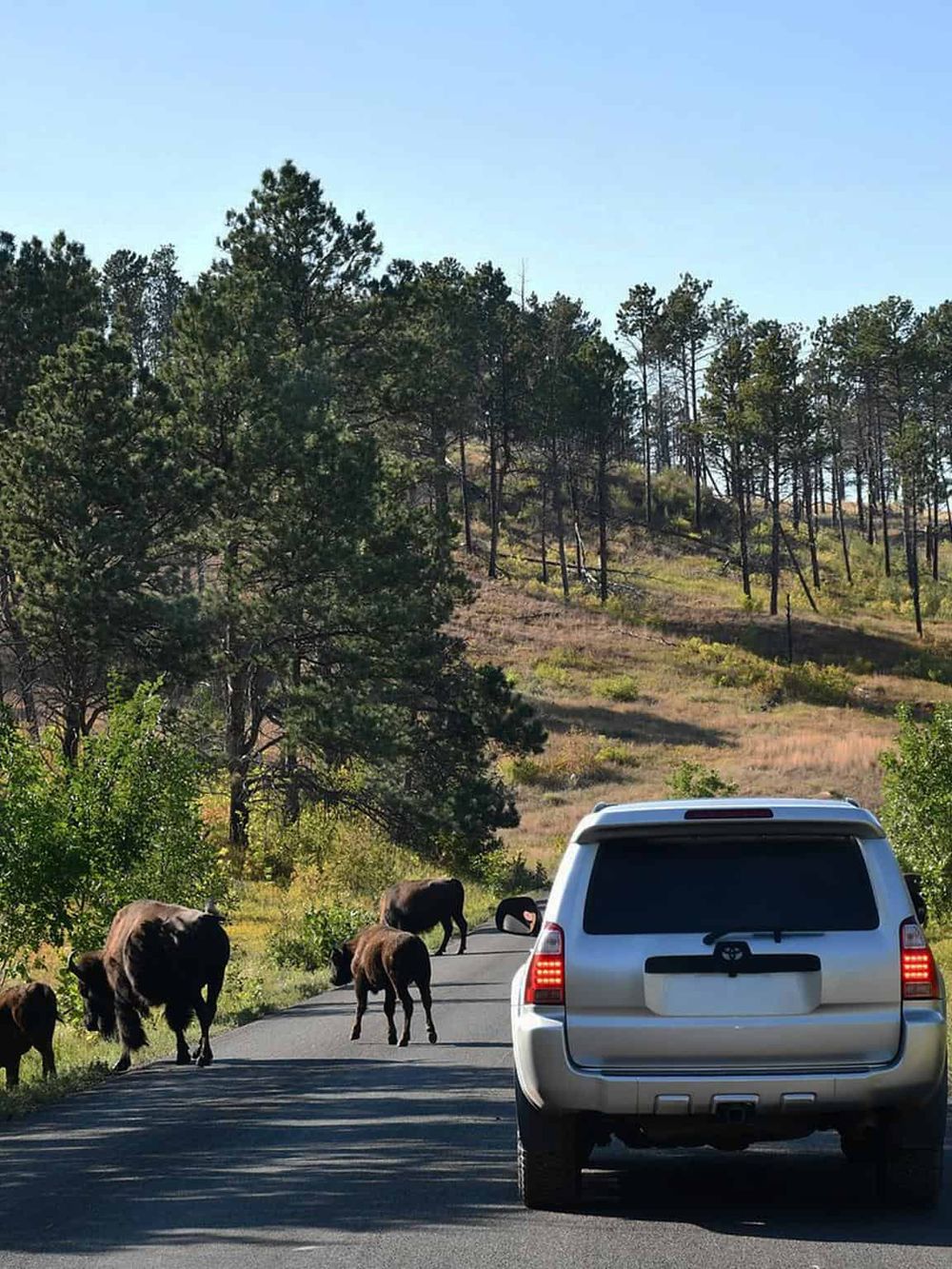 Wild bison crossing scenic mountain road, outdoor adventure travel, wildlife view in nature.