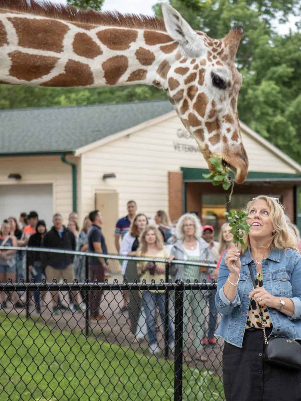 Giraffe feeding at zoo with visitors watching nearby, creating an engaging wildlife experience.