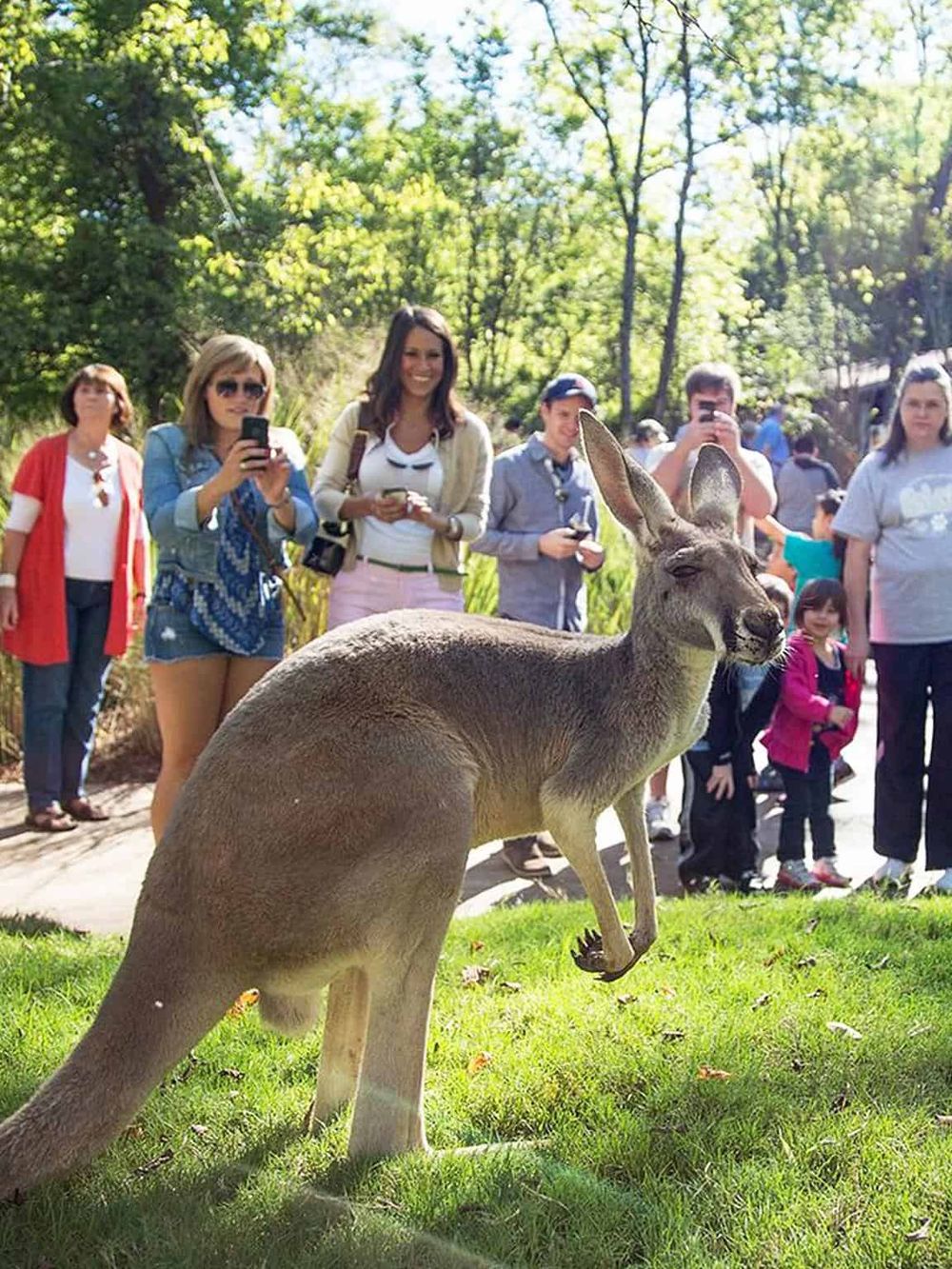 Cute kangaroo at QuestForDirections wildlife attraction with visitors photographing and enjoying the outdoor nature experience.