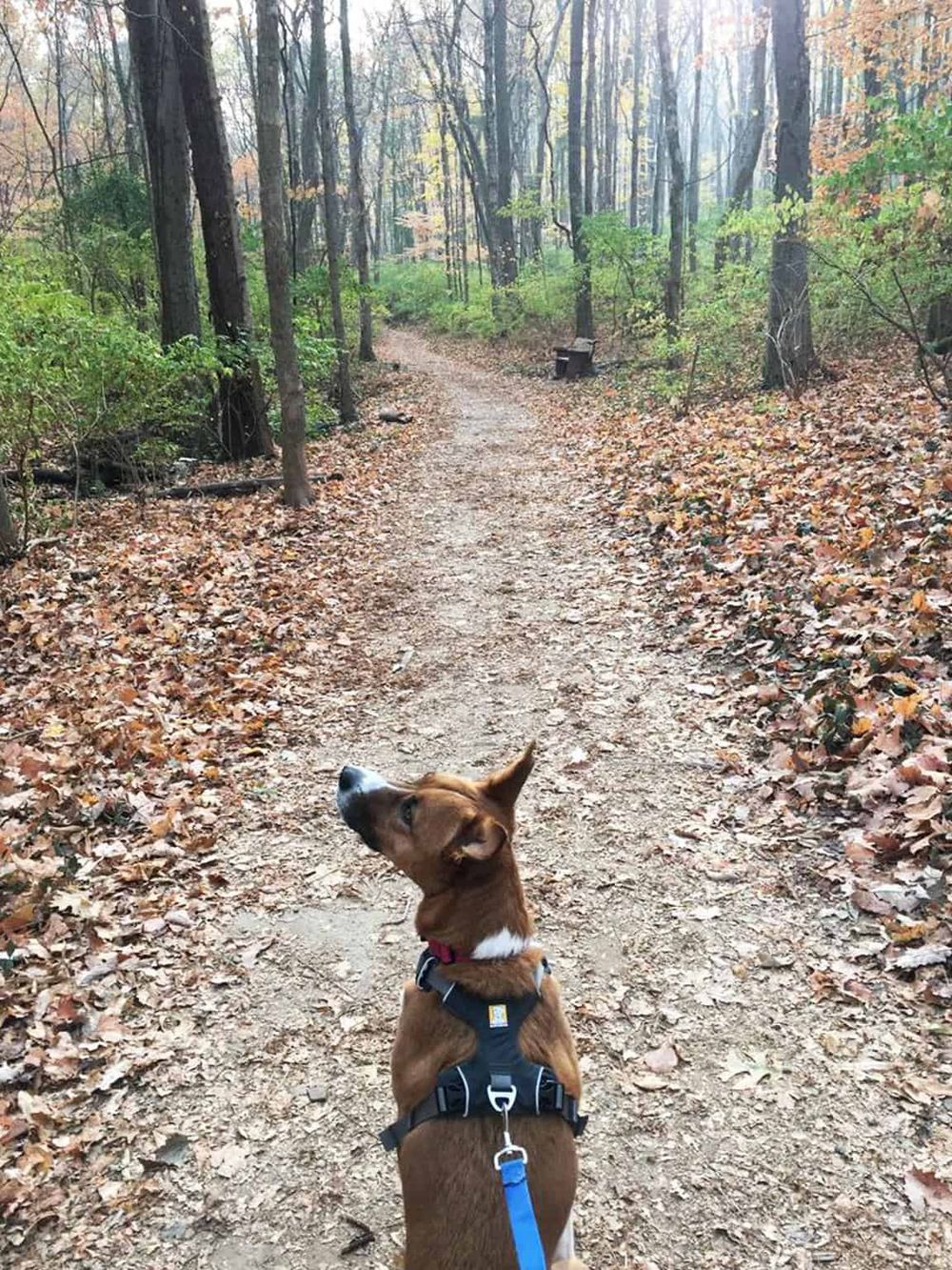 Serene forest trail for outdoor adventures with dogs, nature walks, and scenic hiking experiences.