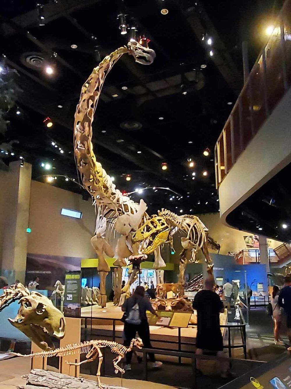 Magnificent dinosaur skeleton exhibit at Quest for Directions museum, showcasing prehistoric fossils and skeletal reconstructions.