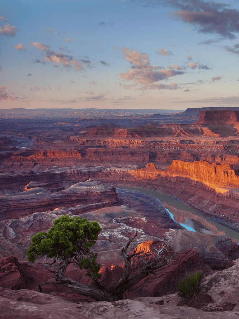 Vast canyon landscape at sunset with a lone tree in the foreground and the Colorado River winding through.