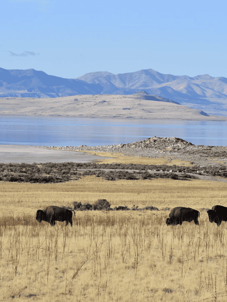 Wide view of bison grazing in a grassland with mountains and a lake in the background, showcasing American wilderness.