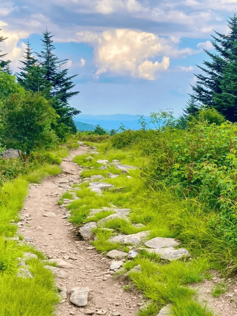 Trail through lush green forest with mountains in the distance, perfect for outdoor adventure and nature exploration.