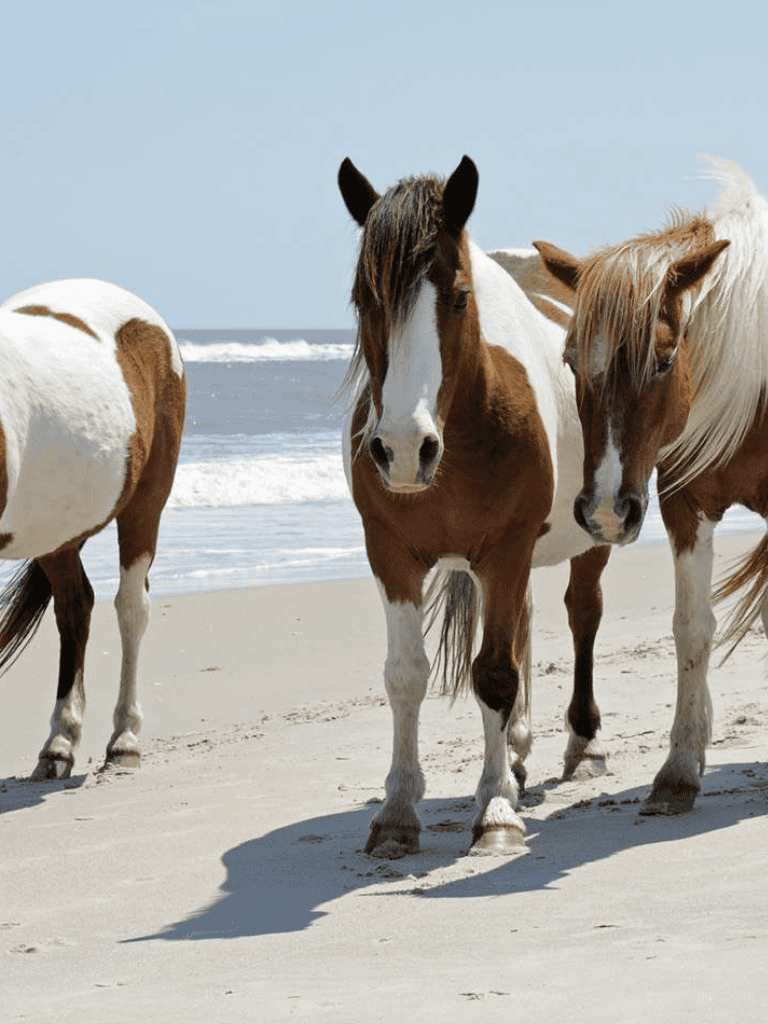 Free-roaming horses on sandy beach with ocean in background, natural horse scene.