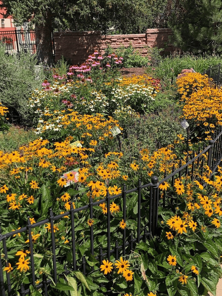 Colorful garden with yellow, pink, and white flowers enclosed by a black metal fence.