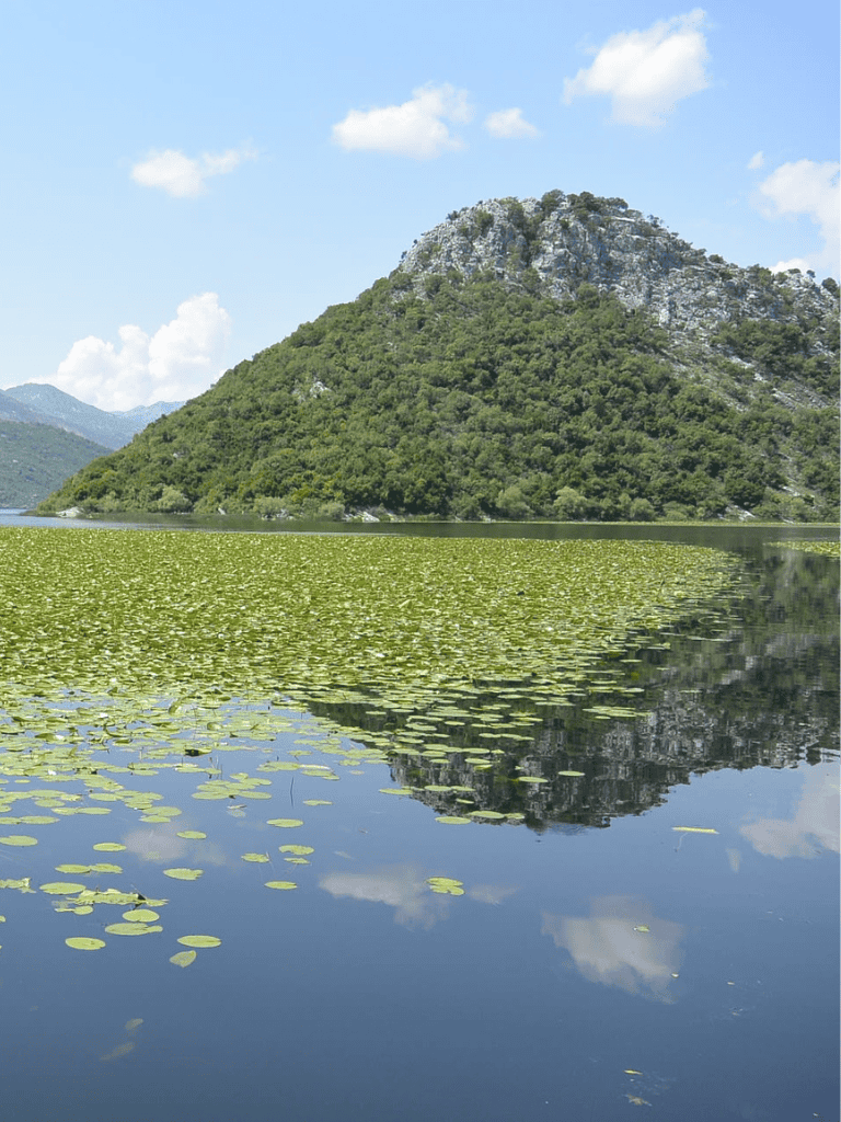 Serene mountain lake with lush greenery and water lilies, perfect for outdoor exploration and nature adventures.