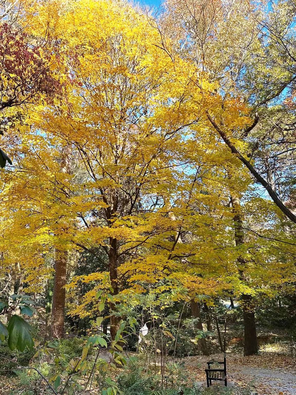 Vibrant yellow autumn tree in a serene park setting with a bench and colorful foliage.