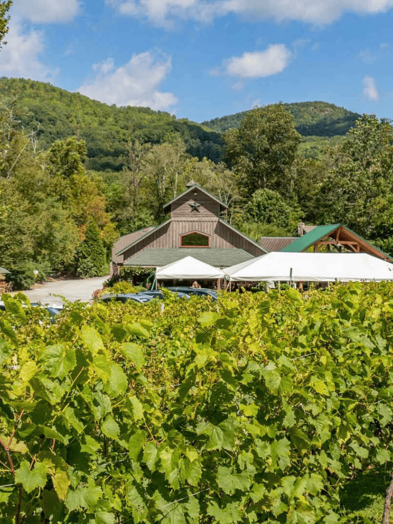 Vineyard with rustic barn and green hills in the background during daytime.
