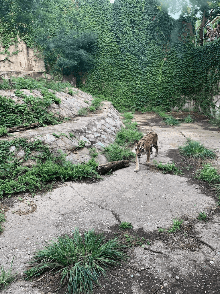 Tiger walking in zoo habitat with rocks and lush greenery.