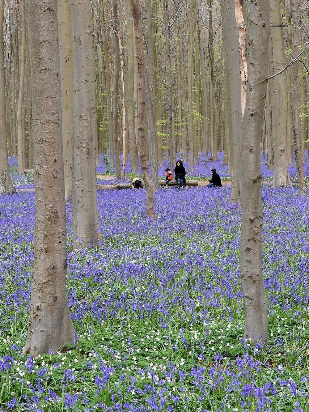Purple wildflowers bloom in a peaceful forest with tall trees and visitors enjoying nature.