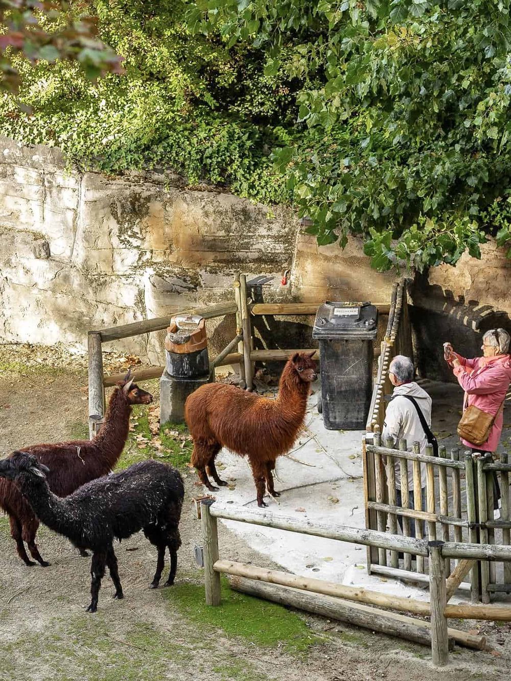 Llamas at a zoo exhibit, with visitors taking photos and surrounded by greenery and rustic fencing.