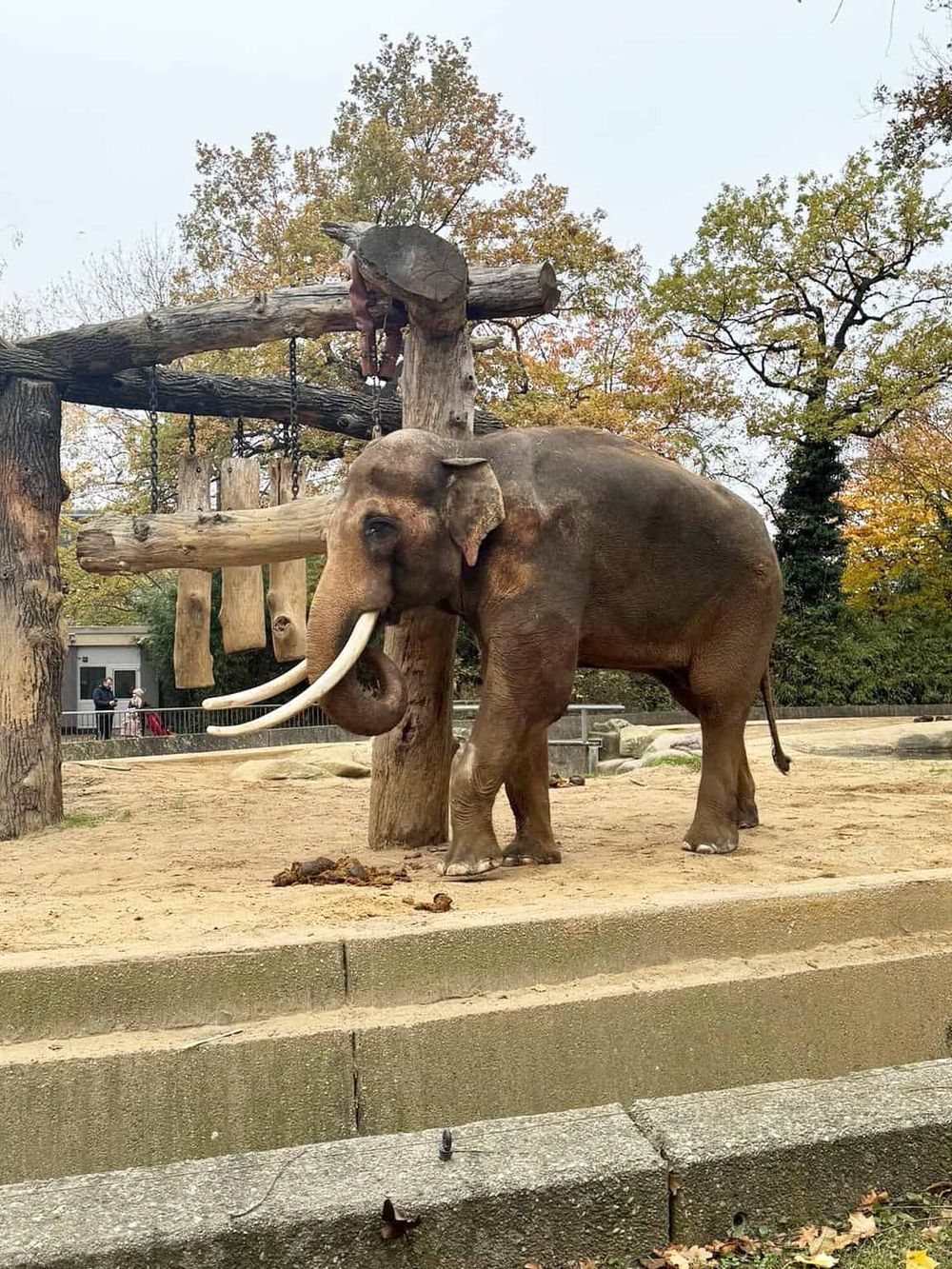 Elephant at a zoo enclosure with wooden climbing structure and autumn foliage background.