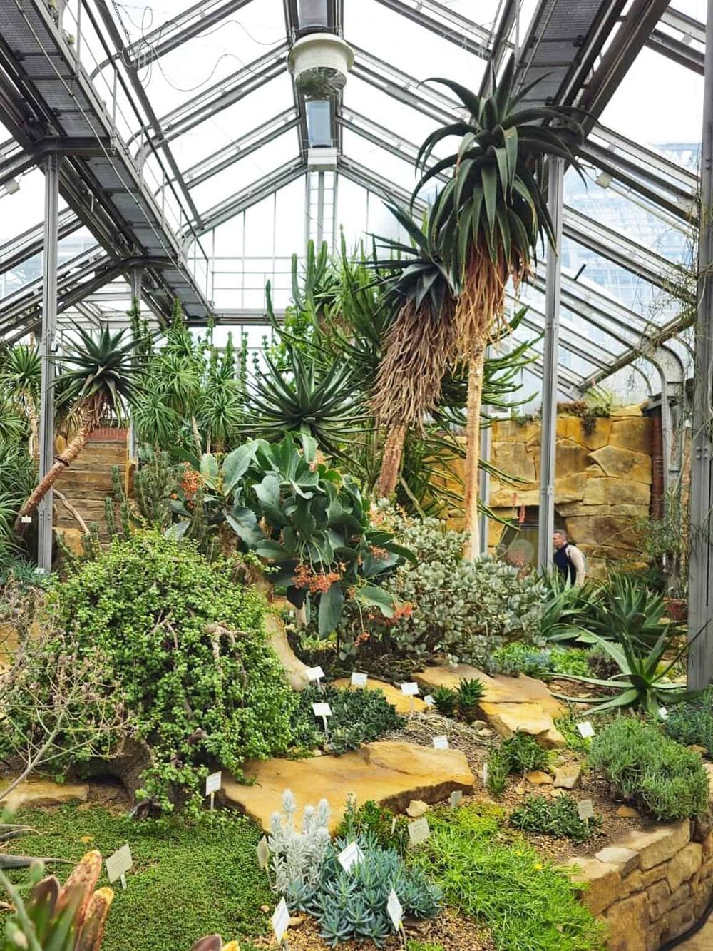 Lush indoor botanical garden with diverse succulent and desert plants in a glass greenhouse.