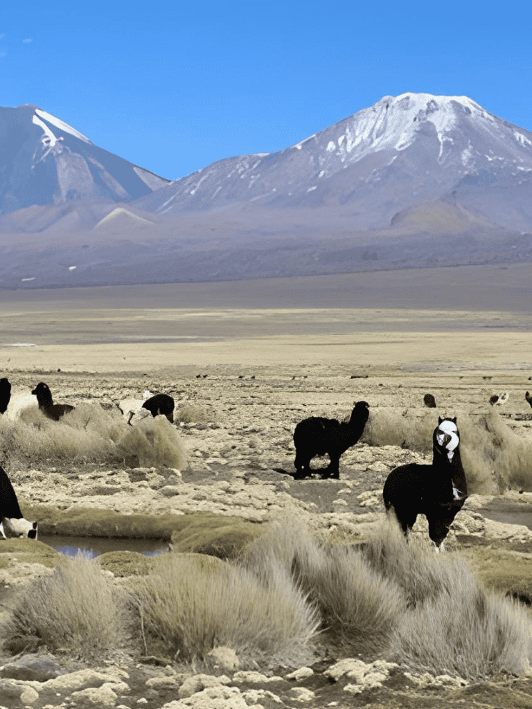 Snow-capped mountains and herds of animals in a vast, rugged landscape with QuestForDirections branding.