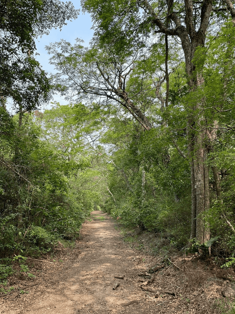 Overgrown forest trail with lush green trees and dirt path for nature exploration and hiking in outdoors.