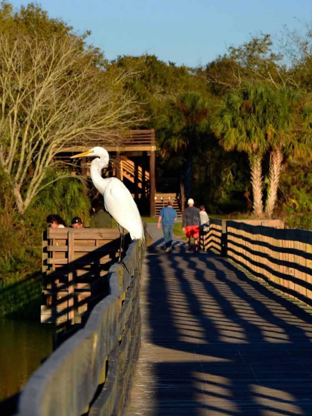 Heron on a wooden boardwalk in a nature preserve.